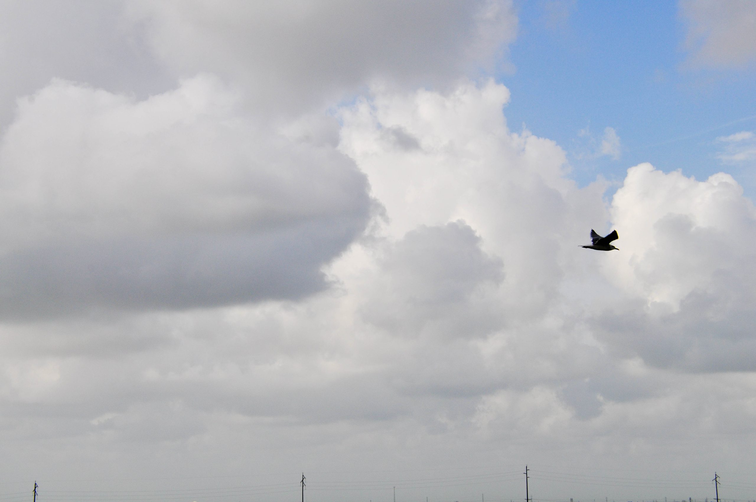 A lone bird flying past large white clouds against a blue sky.