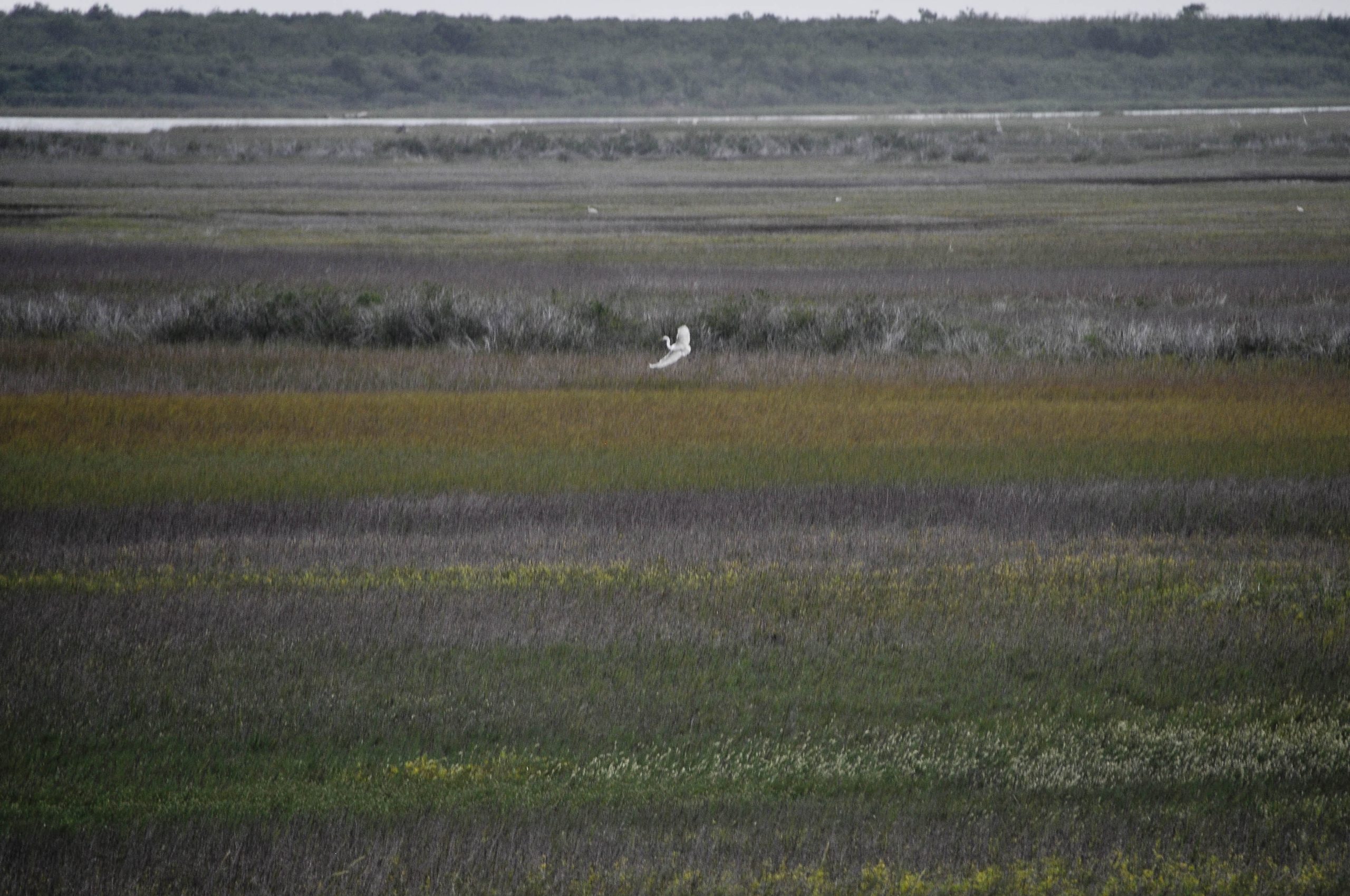Wide coastal wetland with bands of green and purple grasses and a lone white egret.