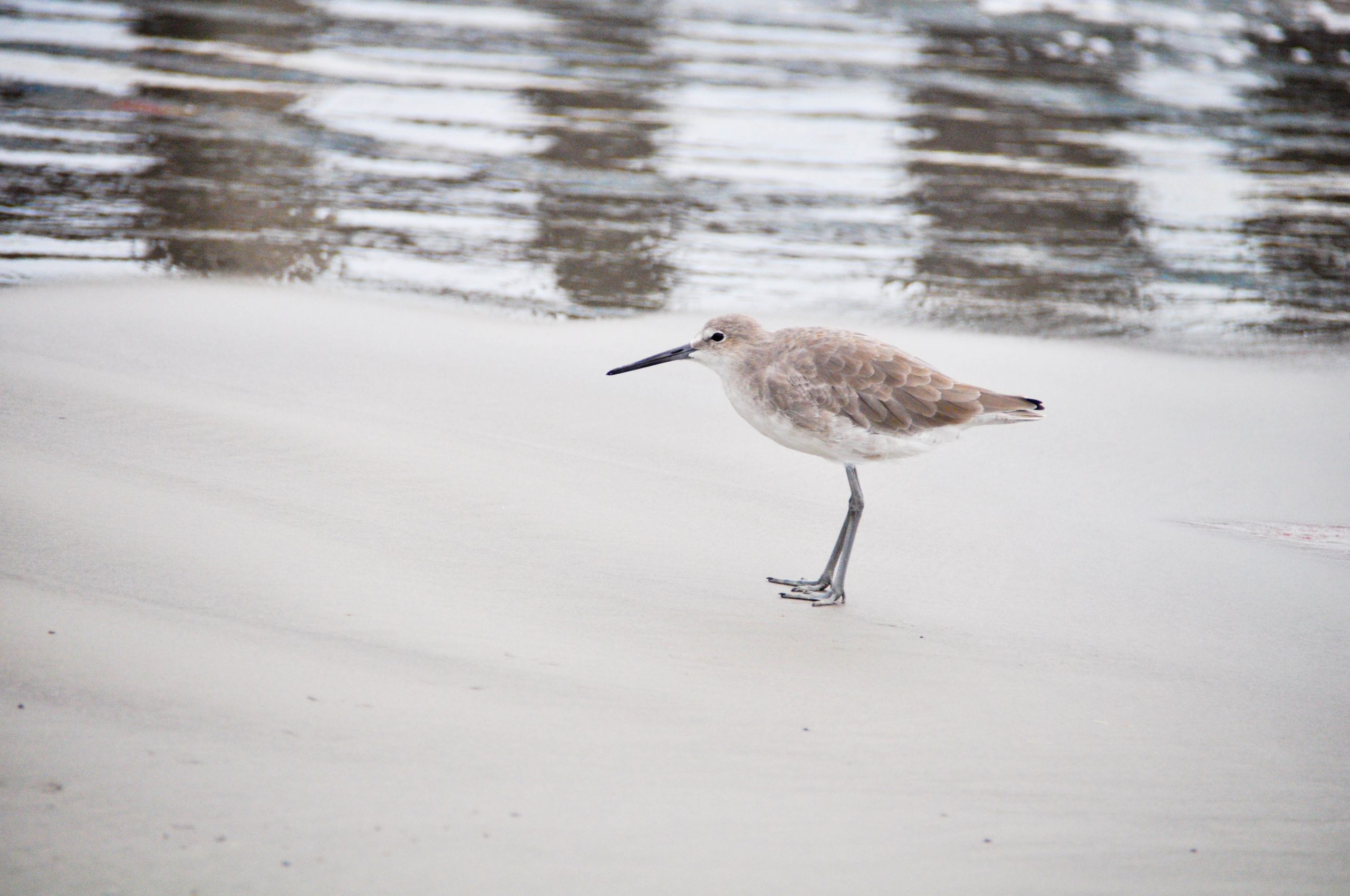 A sandpiper standing on smooth wet sand at the water’s edge.
