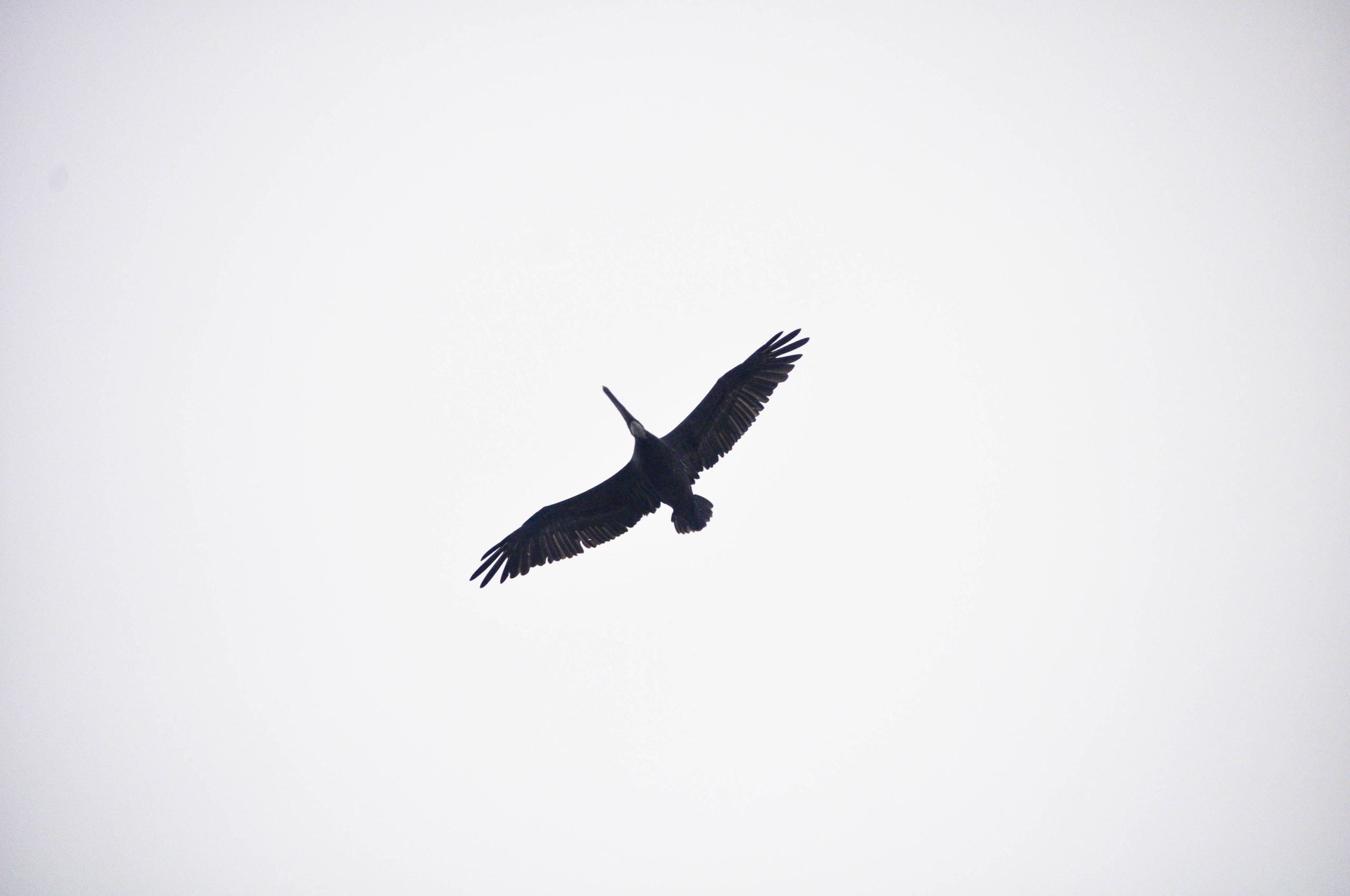 A single pelican in flight, silhouetted against a bright white sky.