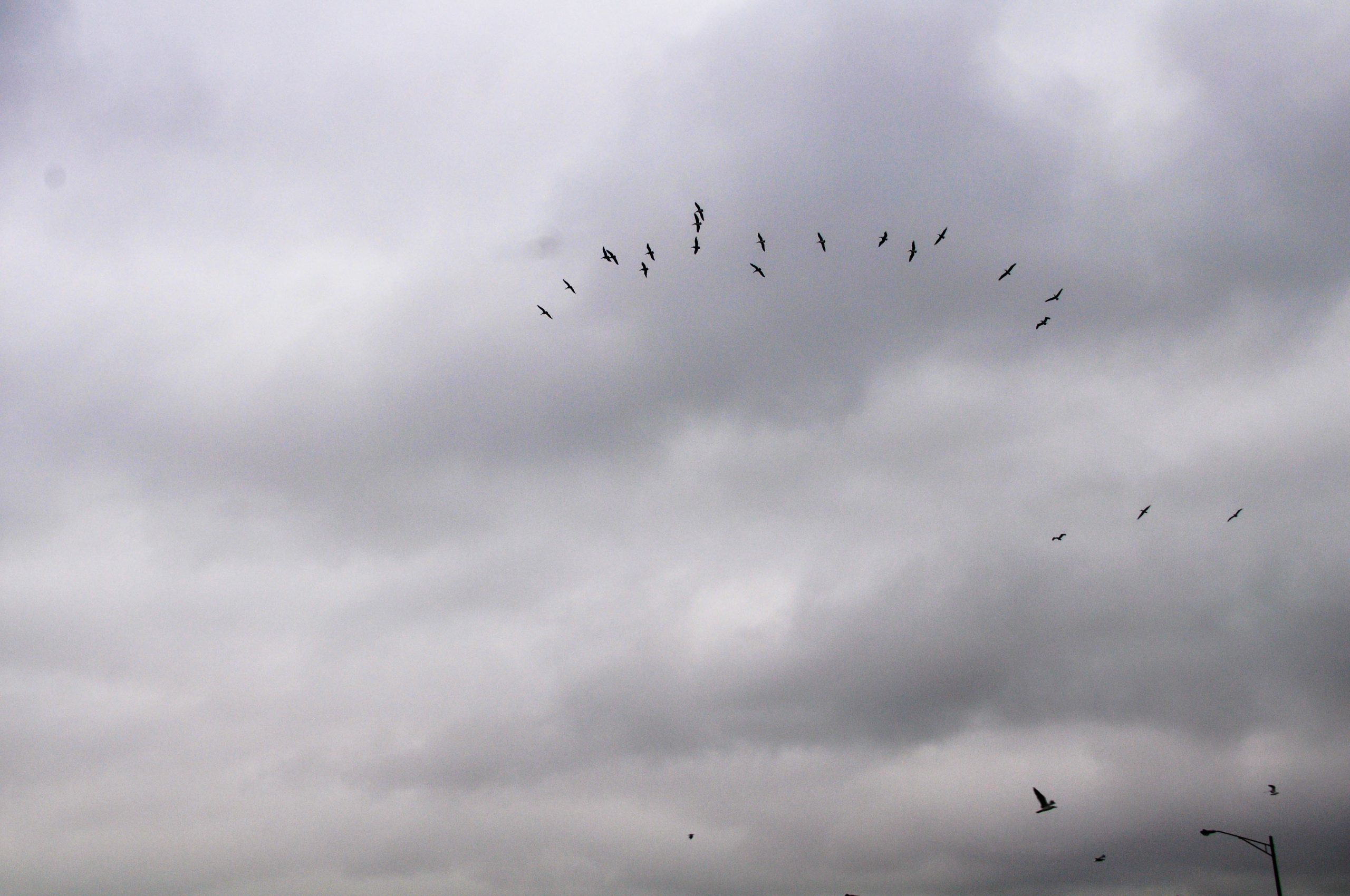 A flock of birds flying in a loose V across a gray, cloudy sky.